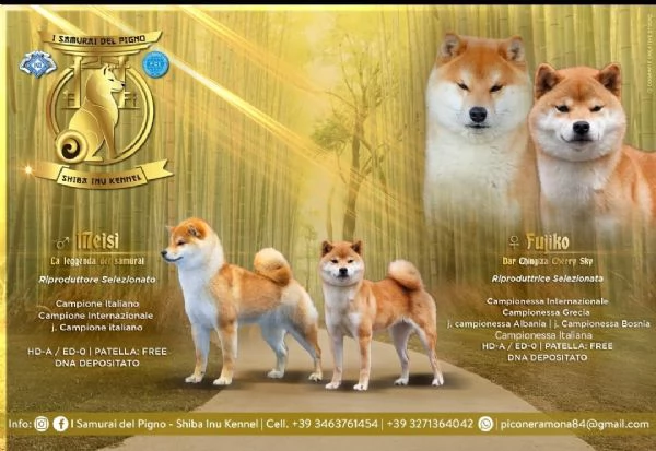 Cuccioli di shiba inu con pedigree disponibili | Foto 1