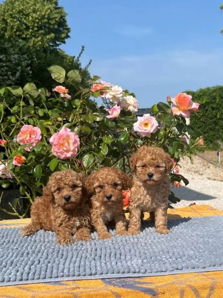 regalo cuccioli di barboncino