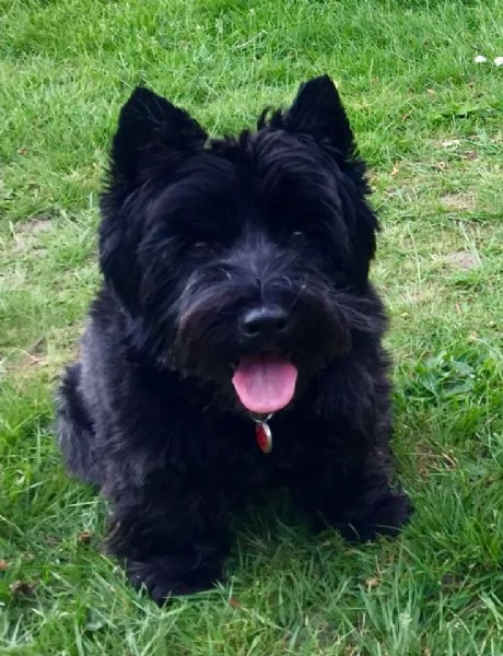 Regalo adorabili cuccioli West highland terrier bianco femminucce e maschietti gratuita i cuccioli s