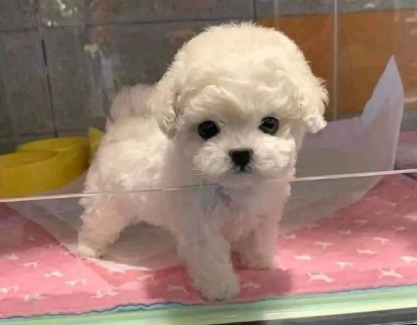 Barboncini  barboncini toy