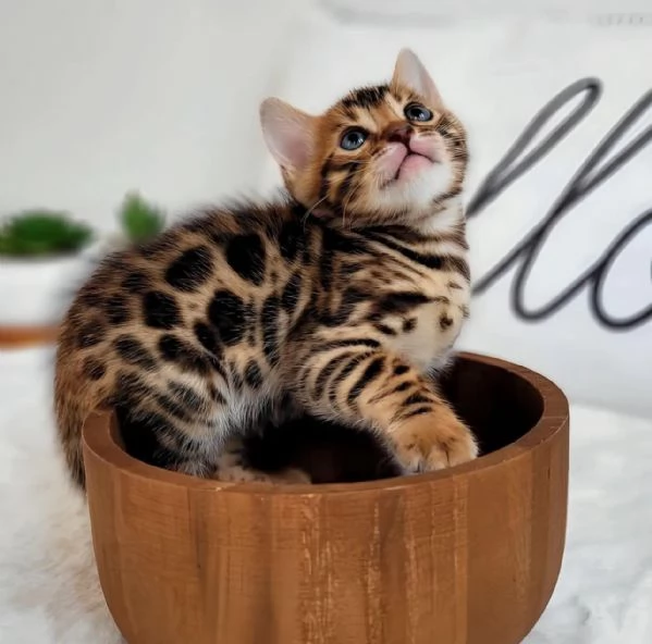 Cuccioli Gatto Bengala disponibili