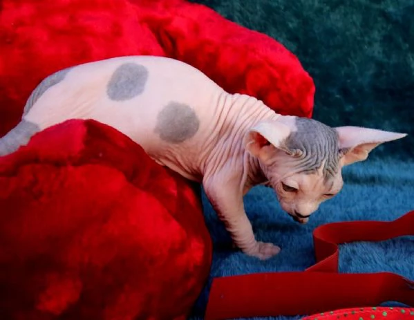 gattini qualit Sphynx