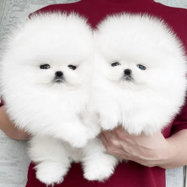 CUCCIOLI POMERANIA BIANCHI 