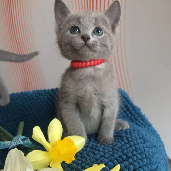 Gattini Blu di Russia