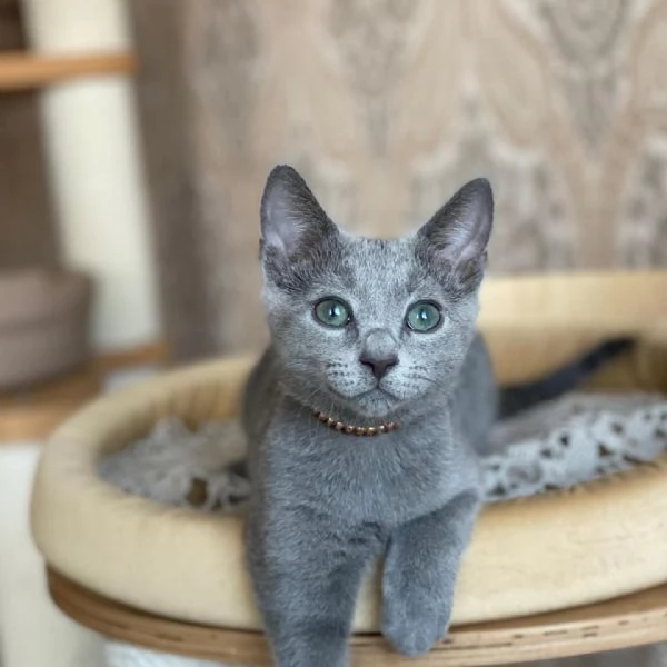 Gattini Blue di Russia