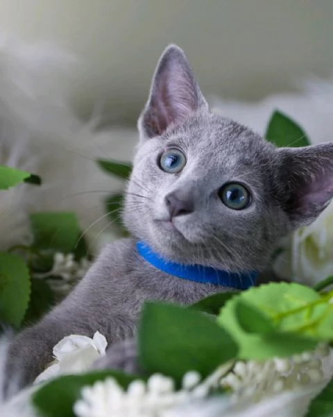 Gattini Blue di Russia per adozione