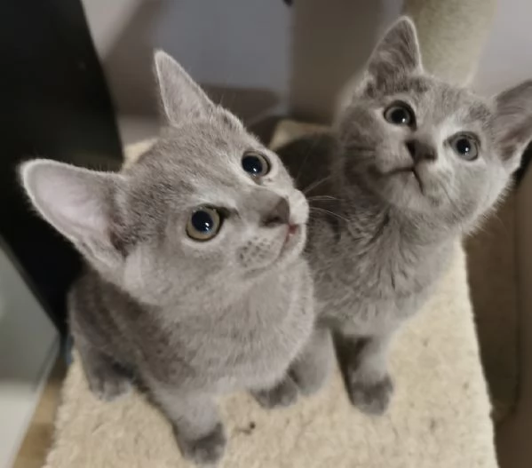 Gattini Blu Di Russia