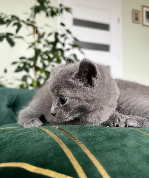 Blue di Russia gattini