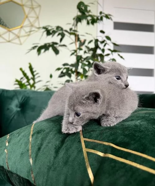 Blue di Russia gattini | Foto 0