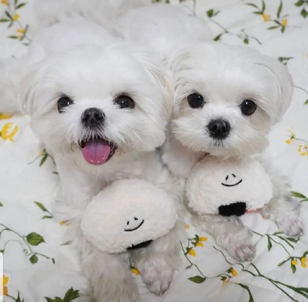 Due deliziose cucciole Maltese