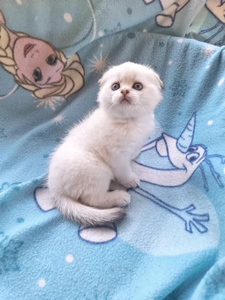 Scottish Fold  con pedigree Agi | Foto 1