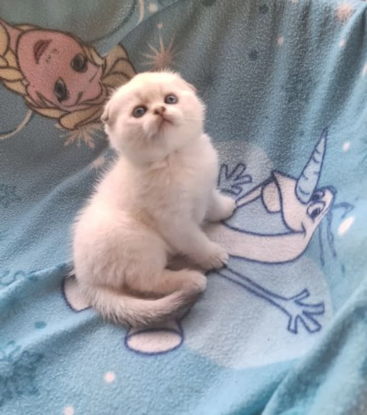 Scottish Fold  con pedigree Agi | Foto 0