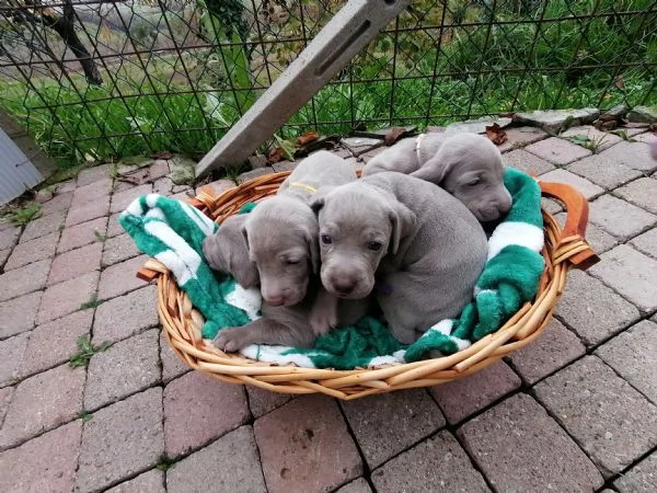 Cuccioli weimaraner  | Foto 3