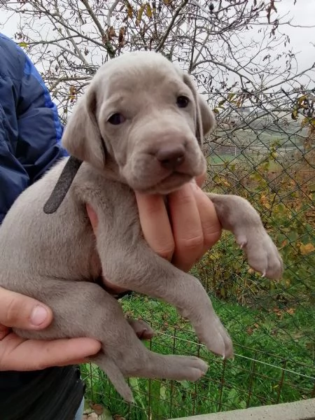 Cuccioli weimaraner  | Foto 0