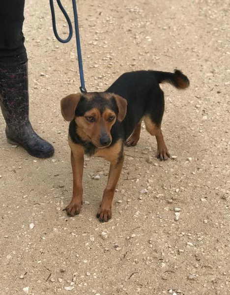 CICO dolce e piccolo simil pincher | Foto 3