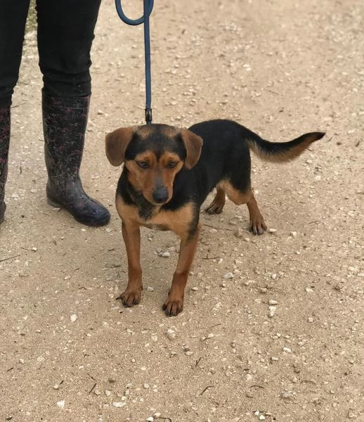 CICO dolce e piccolo simil pincher | Foto 1