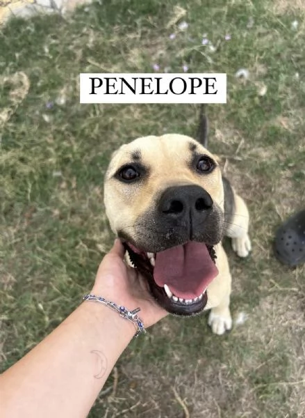 Penelope
