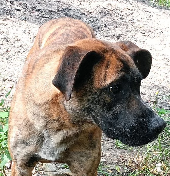 RUNA MERAVIGLIOSA MIX BOXER | Foto 5