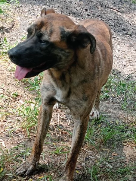 RUNA MERAVIGLIOSA MIX BOXER | Foto 4
