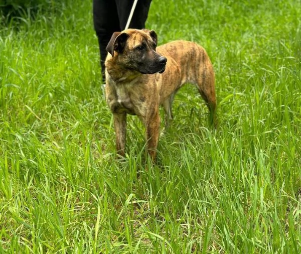 RUNA MERAVIGLIOSA MIX BOXER | Foto 3