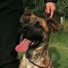 RUNA MERAVIGLIOSA MIX BOXER