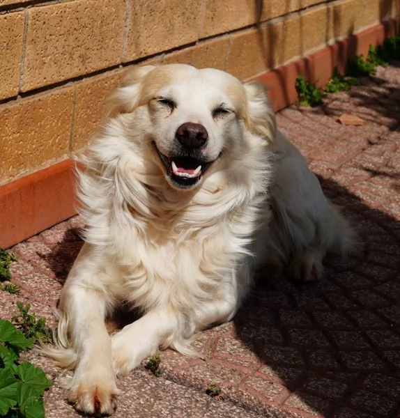 Simba il volpino | Foto 1
