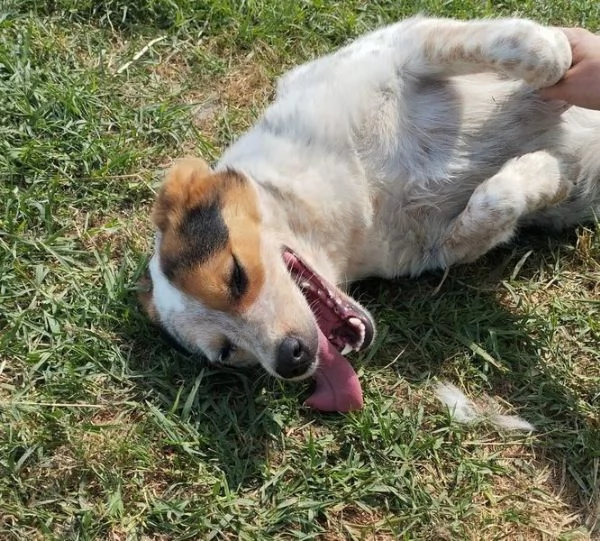 Cucciola Kelly che meraviglia | Foto 5