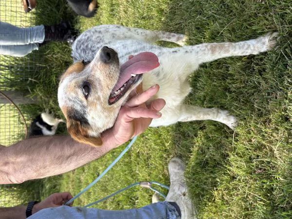 Cucciola Kelly che meraviglia | Foto 3