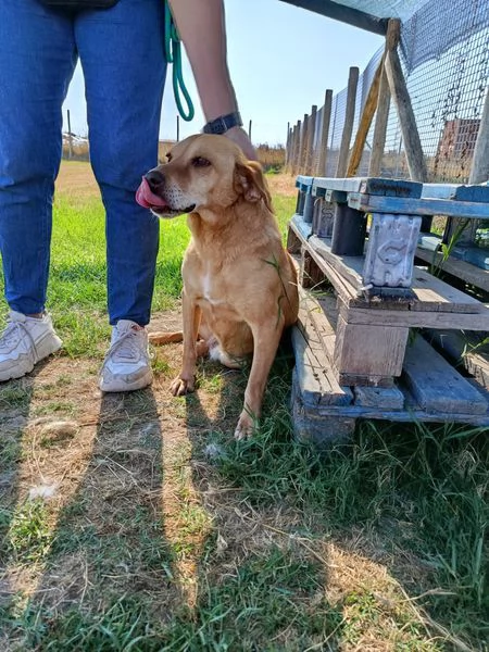 LAIKA nonnina dal cuore grande | Foto 4