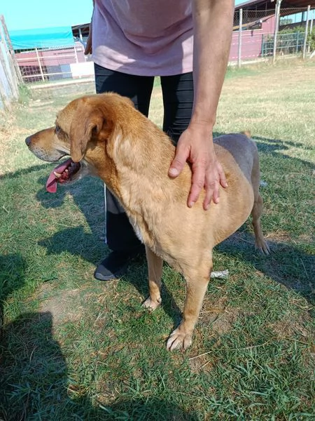 LAIKA nonnina dal cuore grande | Foto 3