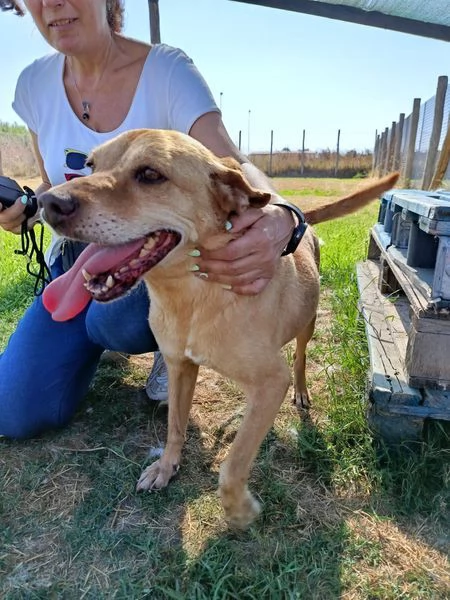 LAIKA nonnina dal cuore grande | Foto 2