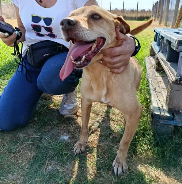 LAIKA nonnina dal cuore grande
