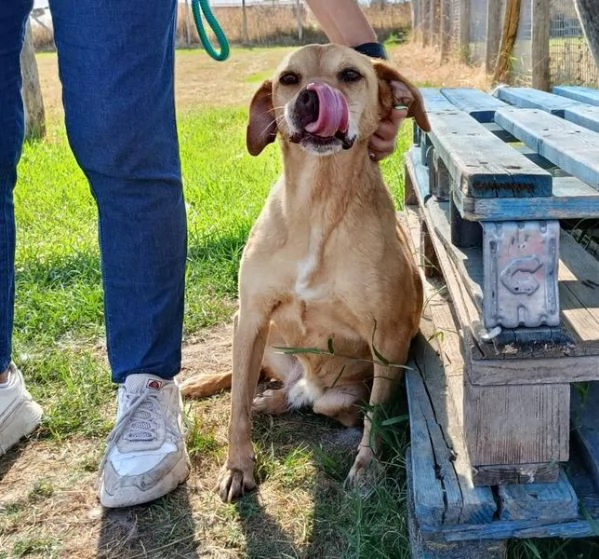 LAIKA nonnina dal cuore grande | Foto 1