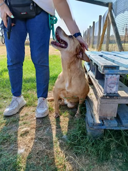 LAIKA nonnina dal cuore grande | Foto 0