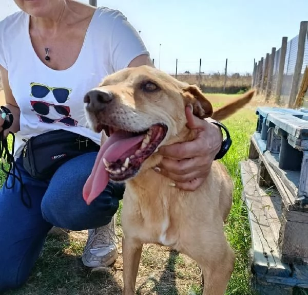 LAIKA nonnina dal cuore grande