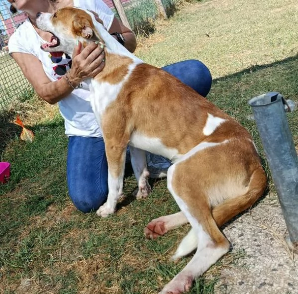 ENO cucciolone dalla marcia in pi | Foto 6