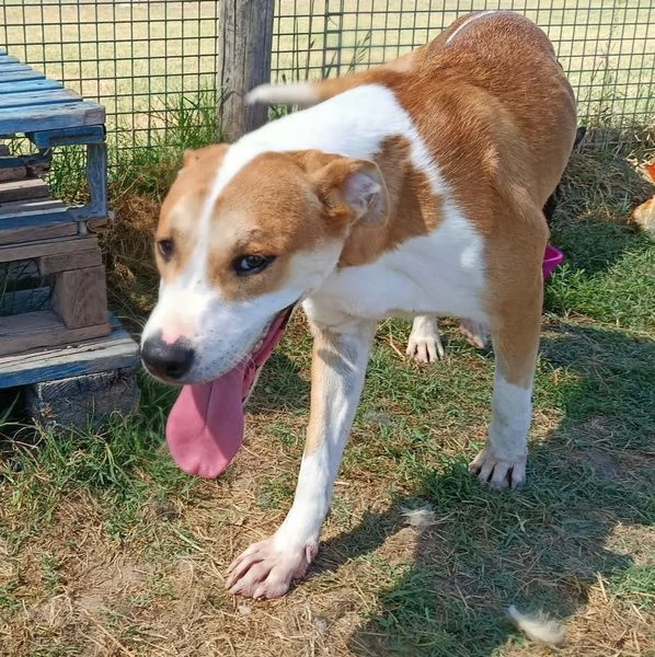 ENO cucciolone dalla marcia in pi | Foto 4