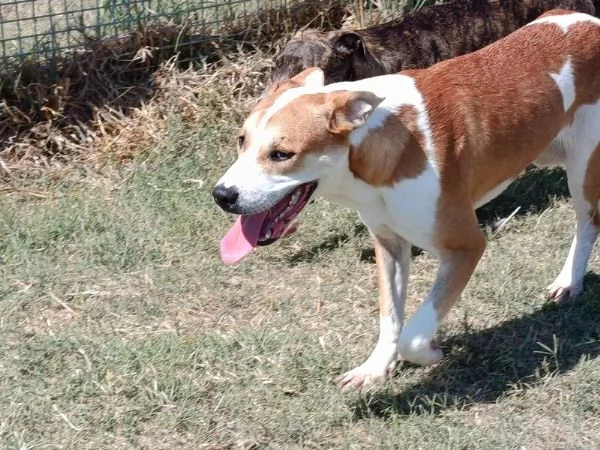 ENO cucciolone dalla marcia in pi | Foto 3