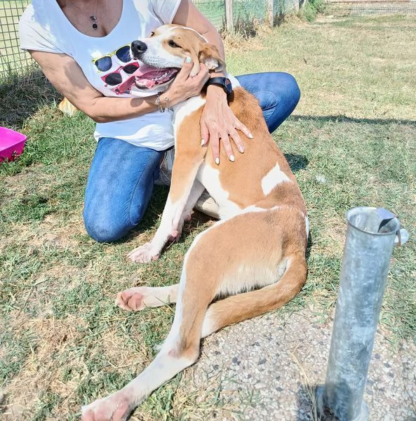 ENO cucciolone dalla marcia in pi | Foto 2