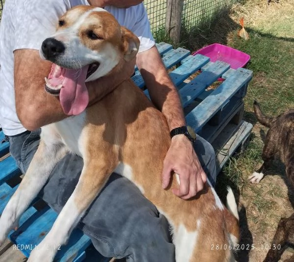ENO cucciolone dalla marcia in pi | Foto 1