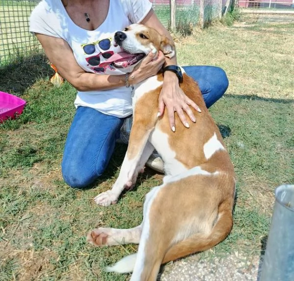 ENO cucciolone dalla marcia in pi | Foto 0
