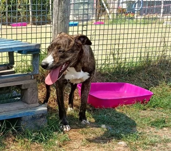 Cucciola Tria fantastica molossina | Foto 0