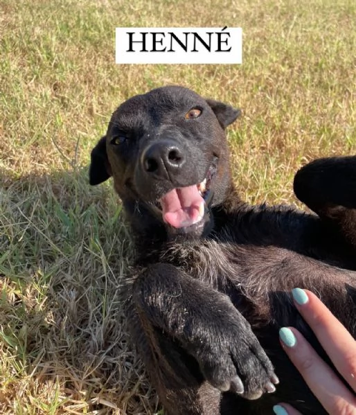 Henn un concentrato di allegria