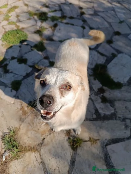PANNA adozione del cuore | Foto 3