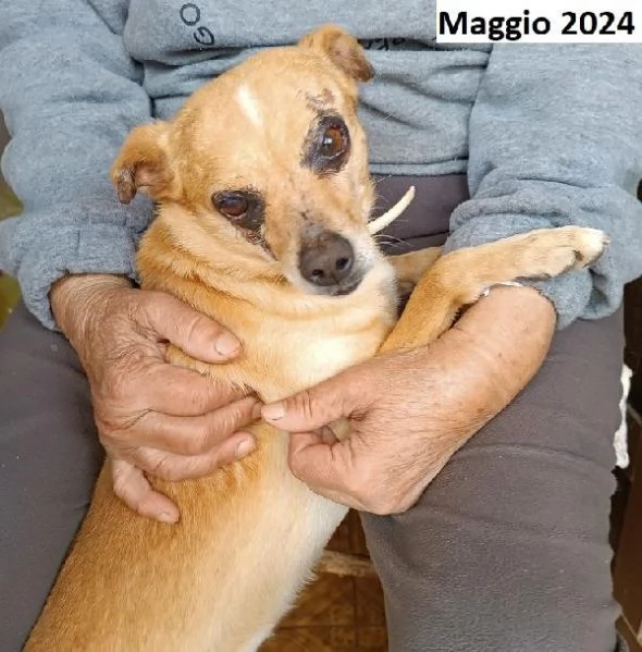 Nocciola derivato pinscher detto pierrot | Foto 6