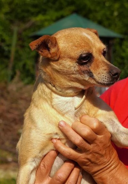 Nocciola derivato pinscher detto pierrot | Foto 3