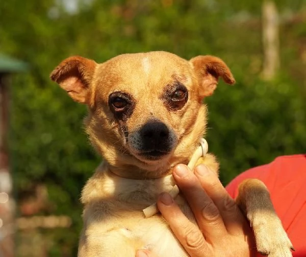 Nocciola derivato pinscher detto pierrot