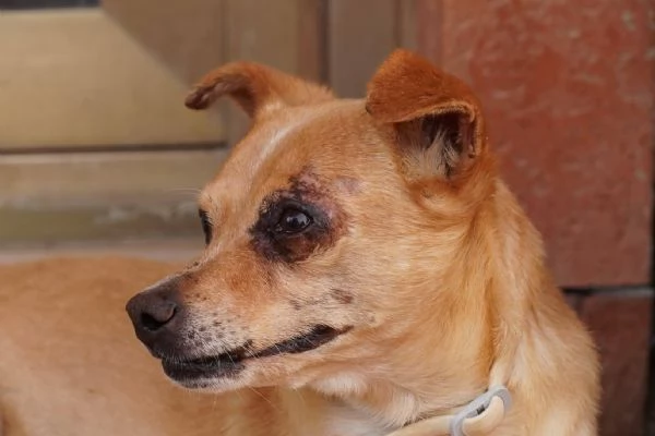 Nocciola derivato pinscher detto pierrot | Foto 1