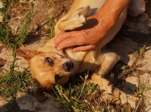 Nocciola derivato pinscher detto pierrot | Foto 0