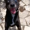 Bobby super adozione del cuore | Foto 6
